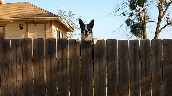 Dog Peeking Over Wooden Fence in a Backyard