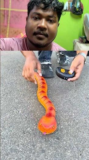 Cockroach versus snake