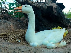 Amazing pekin duckling hatching eggs and so cute chick | BIRD 24