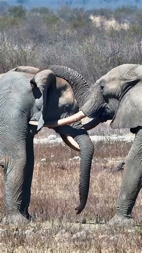 Elephants Getting VERY Handsy… Trunky? 😂