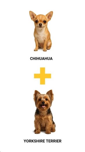 You Won’t Believe These Chihuahua Mixes Exist | Cutest Dog Breeds Ever!