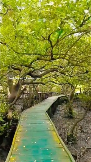 Korangi Forest Kakinada #KorangiForest #Korangi #kakinda #trending #travel #travelling