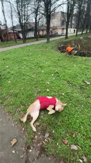 Lakkusia is very sociable🥰 #lucky #walks#hurries#meets#friends#