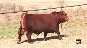 "Francisco 175F2" is a one of the next generation sires of the legendary 175 family. The first availability of his semen is being offered in the "MBJ TRIO Red Carpet Frozen Genetics" online sale, Lots 8-12. "Francisco 175F2" is an individual bringing together royal lineages that have not been seen in one pedigree. His dam is the National Grand Champion female "Zamy 175Z2" (embryos offered in Lots 29 - 30). "Zamy 175Z2" is a daughter of "Statesman 100S" (semen Lot 3) and "Wildfire 175W", both Nat