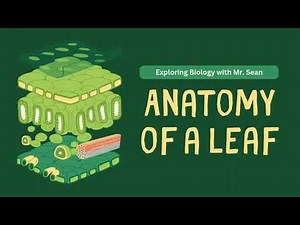 Discover the Structure of the Leaf: Nature's Photosynthesis Factory