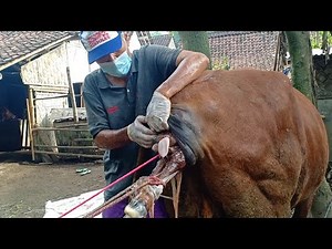 Assisting Difficult Labor in Cow