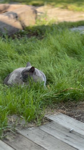 1.5K views | We’ve been planting different sections of the yard with...