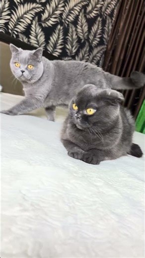 The prompter let me down