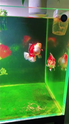 Raise goldfish indoors to enhance lighting! Only then can we cultivate a carpet! #fishing #koi