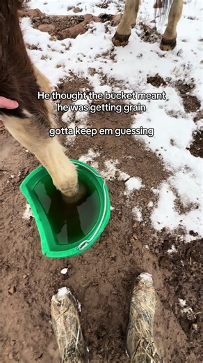 Mastering Horse Training Techniques for Ranching