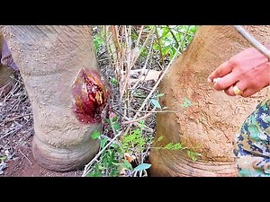 Pus squirts from a Gross abscess on an Elephant's leg as heroes in the wild provide treatment