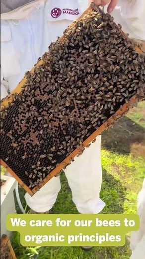 How we make real Manuka honey