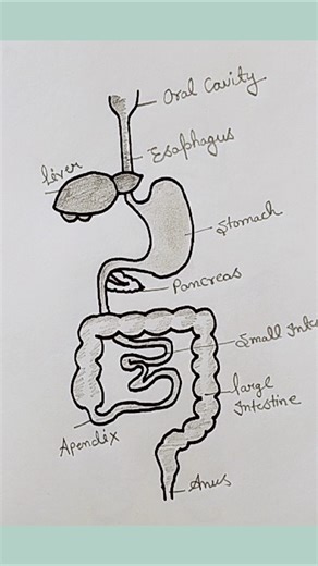 Human Digestive System Diagram For Class 10//Pachan Tantra Kaise Bnayen//Digestive System #shorts