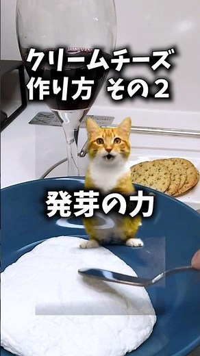 【猫のお料理】混ぜてのせるだけ♪クリームチーズクラッカーその２ #クリームチーズ #簡単レシピ #ライフハック