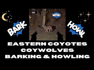 Eastern Coyote - Coywolf Barking and Howling - Bellingham Massachusetts Backyard