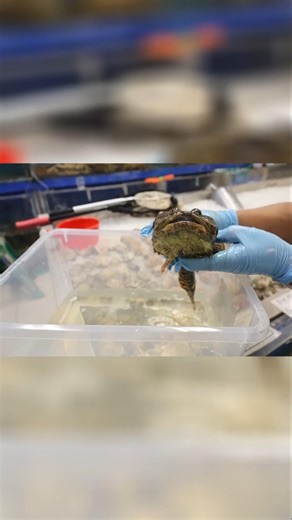 4x4 The Toadfish #finatic #fish