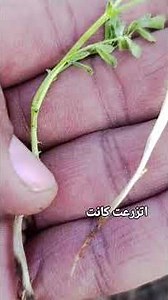 اعفان الجذور في الحمص