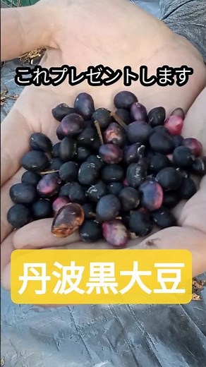 We harvested Tanba black soybeans #homegarden #Tanbablacksoybeans