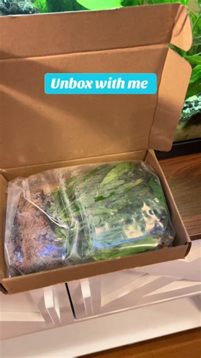 Java Fern Unboxing for Your Aquarium