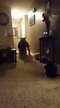 Cat Scared by Werewolf Mask || ViralHog