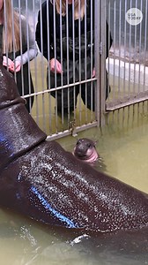 Can't take a trip to Thailand to see Moo Deng? No worries! You can now visit the Metro Richmond Zoo for a unique behind-the-scenes experience, where you get to meet and feed American pygmy hippo star Poppy and her mom! | Green Bay Press-Gazette