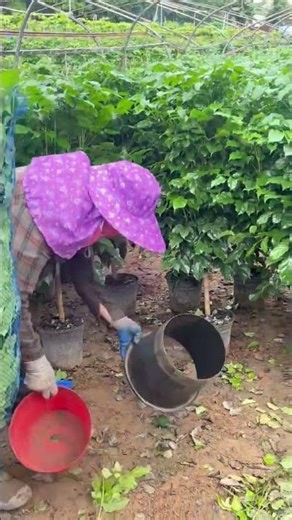 Ornamental tree potting process