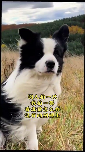 Life of a Border Collie: The Ultimate Pet Adventure
