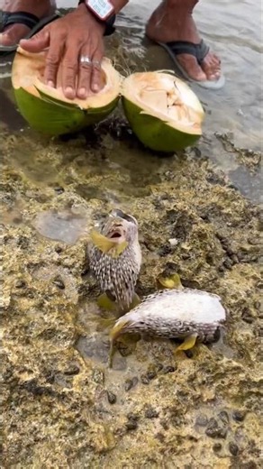 Monster Fish Caught by Hand! 😱 Biggest River Catch Ever! 🐟 #shorts
