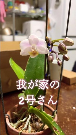2号さんが咲き始めました🪷#胡蝶蘭 #胡蝶蘭の育て方 #花のある生活