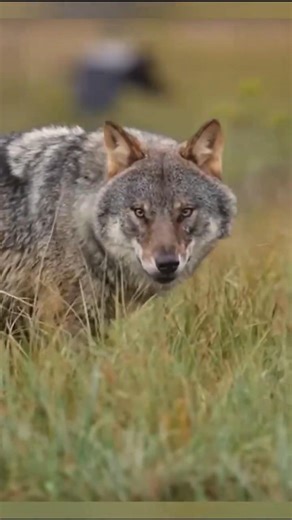 Wild Wolf Vs Canine Dogs | #wildwolf​ #dogs​ | #shorts​ #shortvideo #facts #wildlifeentertainment