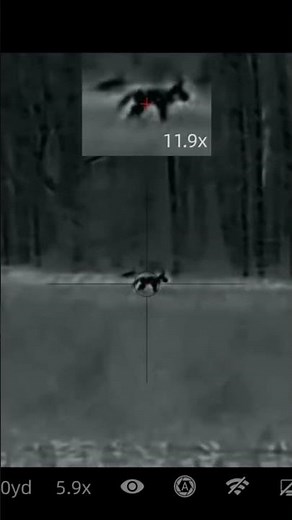 Do Coyotes Eat Deer? #centralontariocoyotehunters #deerhunting #wildlife #hunting #huntinggame