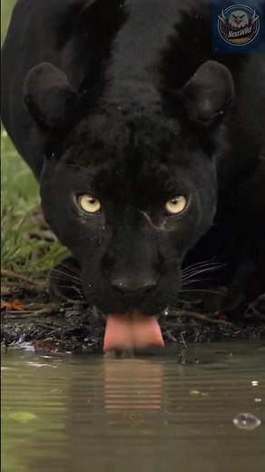 Black Puma: The Mysterious Shadow of the Wild – Rare Footage & Hidden Facts! 🐾🖤