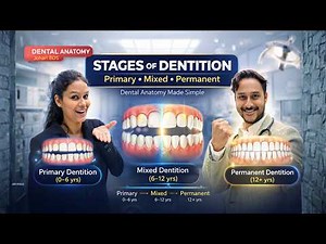 Stages of Dentition in Humans Explained | Primary, Mixed & Permanent Dentition – Dental Anatomy BDS