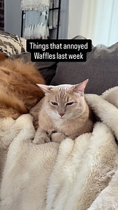 Grumpy Cat Waffles' Weekly Pet Annoyances