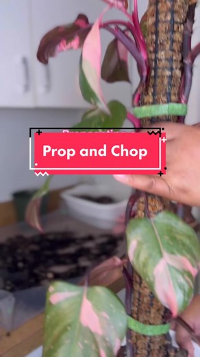 Pink Princess Philodendron Propagation Guide: Part 1