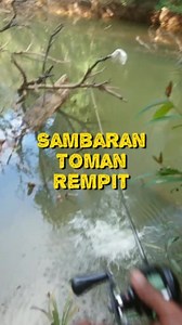 99K views · 1.6K reactions | Sambaran toman rempit #castingtoman #toman #ikantoman #fishing #kingcurutz #teamcurutz | Kingg Curutz | Facebook