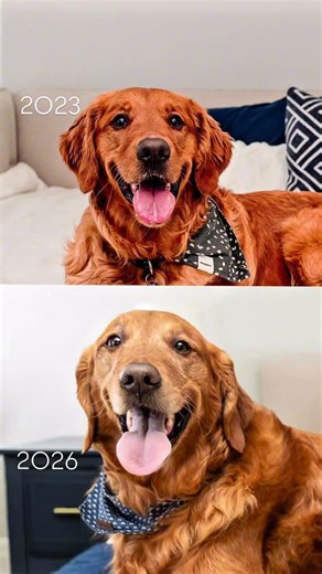 It’s hard to believe that dogs don’t live forever, and seeing their fur change as they age is such a