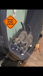 🦺696 is at a stand still all 3 lanes due to road construction 🦺 | New Beginnings Animal Rescue