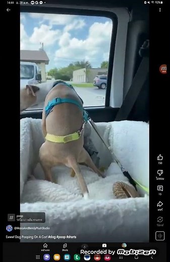 Ew! Dog Pooping in a Car #dog #poop #shorts