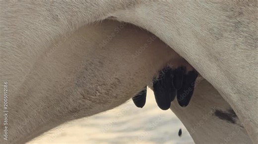Close up of cow udder and teats on a dairy farm, organic cattle livestock in a rural field, bovine anatomy and milk production concept