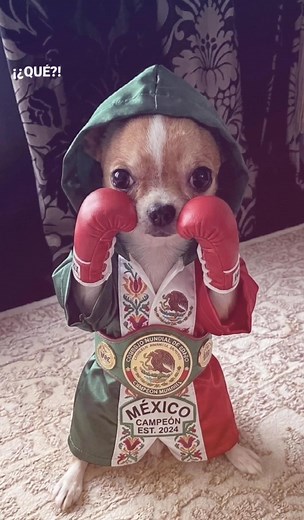 Champion Teacup Chihuahua: A True Warrior from Mexico