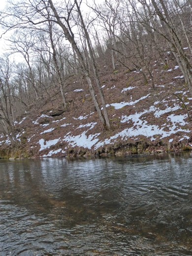This is a beautiful float from Baptist Camp to Cedar Grove. This is the Upper Current River near Licking, Missouri. We had this stretch to ourselves other than a few random waders.#showmecreeks #Missouri #trout #currentriver