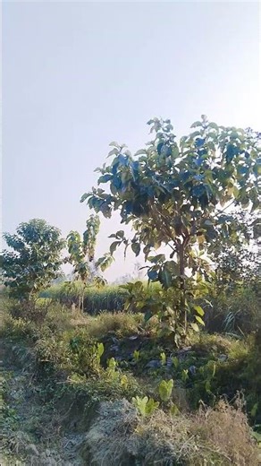 urad jana nindiya ho #hindisong #song #cover #coversong