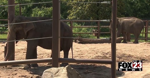 In Depth: Tulsa Zoo shares how Asian elephants Billy and Tina are adjusting after move from L.A. Zoo