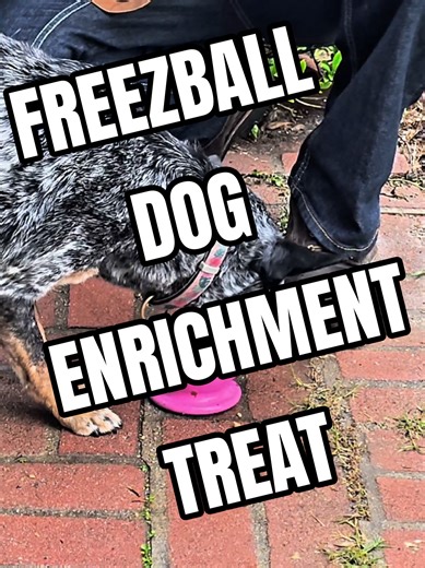 Revolutionize Your Dog’s Relaxation with Freezbone Freeze Ball