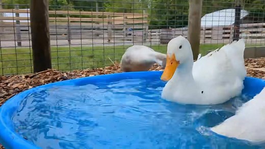 3.5K views · 44 reactions | If you're visiting our play yard and hear an outbreak of happy quacks, it's probably time for the daily filling of the "duck pond." It's their favorite part of the day! (Especially with some tasty treats tossed in for good measure.) This is just one of the ways our Animal Care team keeps the critters happy and healthy. | Blooms And Berries Farm Market | Facebook