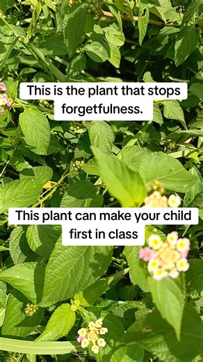 Lantana Camara: A Remedy for Forgetfulness