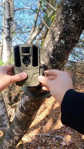 November Trail Camera Pickup #trailcam #wildlife #outdoors #trailcamera #deer #hunting