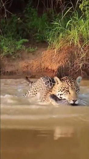 Wildlife Shock: Jaguar Attacks Caiman in Brazil