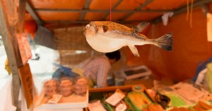Fugu Fish Poisoning Scare in Japan Renews Toxicity Fears
